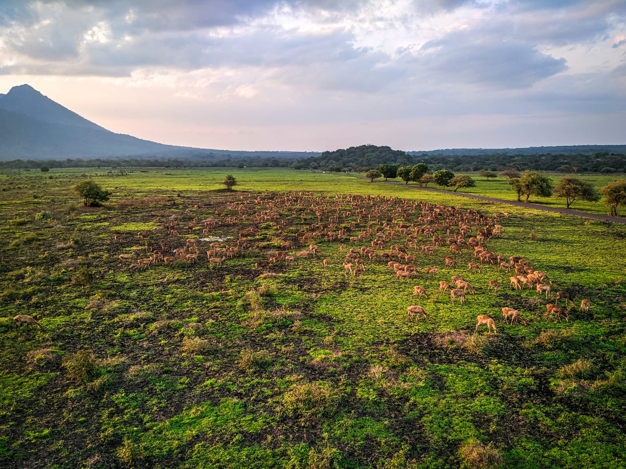 honeymoon tour baluran banyuwangi, honeymoon tour banyuwangu, banyuwangi baluran tour
