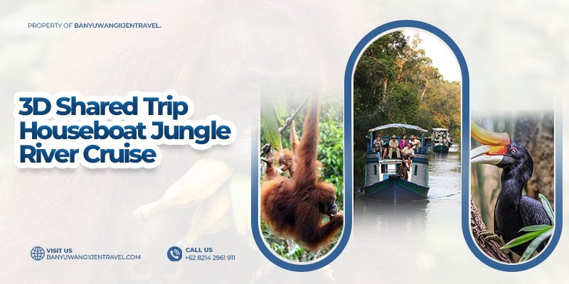 Borneo Orangutan Encounter | 3D2N Shared Jungle Houseboat Cruise Authentic Borneo Orangutan Encounter – 3D2N Shared Houseboat Jungle Cruise Experience an authentic Borneo orangutan encounter on a 3D2N shared houseboat jungle river cruise. Explore rainforest, spot wildlife, and enjoy a comfortable ri borneo orangutan tour, borneo houseboat tour, borneo shared trip, borneo shared trip, orangutan shared trip Banyuwangi Ijen Travel