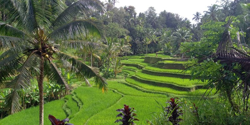 BWI Homestay Desa  + Piknik 3H  Paket wisata piknik dan stay  di homestay Banyuwangi area pedesa Paket stay di homestay Banyuwangi area pedesa wisata piknik banyuwangi, paket wisata piknik banyuwangi, paket stay weekend banyuwangi, kuliner banyuwangi Banyuwangi Ijen Travel