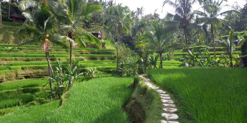 BWI Homestay Kota + Piknik 3H  Paket stay weekend dan piknik di homestay area kota Banyuwangi dengan harga murah selama periode PPKM Paket wisata piknik dan stay weekend di homestay Banyuwangi selama periode PPKM dgn harga paket menginap murah paket stay weekend banyuwangi, stay piknik banyuwangi, banyuwangi stay weekend di homestay kota banyuwangi Banyuwangi Ijen Travel