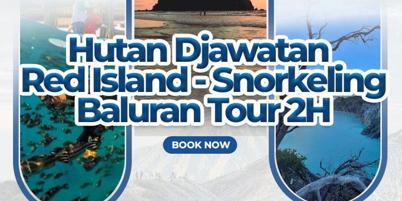 Djawatan, Pulau Merah, snorkeling & Baluran 2H Banyuwangi tour 2 hari untuk trip ke Jawatan Benculuk, Pantai Pulau Merah, Bangsring snorkeling dan Baluran 2 hari trip Banyuwangi travel wisata ke hutan Djawatan, Pulau Merah, snorkeling pantai Bangsring dan Baluran   jawatan trip, djawatan tour, banyuwangi trip, pulau merah trip, bangsring snorkeling, baluran trip Banyuwangi Ijen Travel