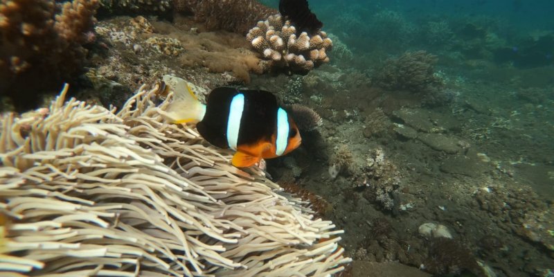 Open Trip Baluran Bangsring dan Djawatan 2H Paket open trip Surabaya - Banyuwangi 2 hari tour dgn harga open trip yg murah terjangkau  Open trip Surabaya Bnayuwangi 2 hari dgn tujuan Baluran tour, sunset tours pantai Boom, snorkeling tours Bnagsring dan wisata Djawatan open trip surabaya banyuwangi, open trip surabaya 2 hari, open trip banyuwangi 2 hari, open trip surabaya Banyuwangi Ijen Travel