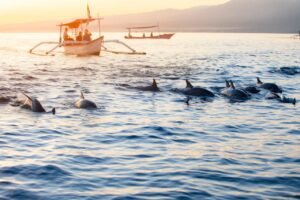 Open trip Dolphin Bedugul Ijen - Baluran Tour 3H Open trip Jawa Bali dari Malang ke Dolphin tour Lovina, Bedugul, Kawah Ijen dan Baluran 3 hari 3 hari open trip Jawa Bali dari Malang utk wisata Dolphin Lovina, wisata Bedugul Bali, Kawah Ijen dan Baluran Tour open trip malang, open trip malang banyuwangi, open trip malang bali, open trip malang 3 hari, dolphin tour Banyuwangi Ijen Travel
