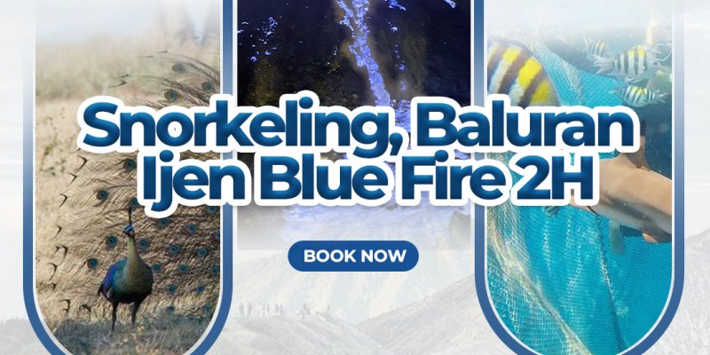 Snorkeling, Baluran dan Ijen blue fire 2H Banyuwangi 2 hari trip untuk wisata snorkeling bangsring, adventure taman nasional Baluran dan api biru Ijen Banyuwangi travel wisata ke pantai bangsring, taman nasional Baluran dan wisata api biru kawah Ijen banyuwangi trip, banyuwangi travel, pantai bangsring, baluran tour, tour api biru, api biru ijen, ijen tour Banyuwangi Ijen Travel