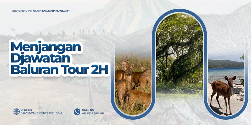 Snorkeling Menjangan, Djawatan Baluran Tour 2H Paket wisata Banyuwangi 2 hari pavorit dan best seller dgn Snorkeling Menjangan, Djawatan dan Baluran tour  Wisata Banyuwangi 2 hari trip dgn snorkeling Menjangan tours, snorkeling Tabuhan tours dan Djawatan Baluran tour  snorkeling menjangan tours, snorkeling tabuhan tours, snorkeling tours banyuwangi, djawatan tour, baluran tour Banyuwangi Ijen Travel