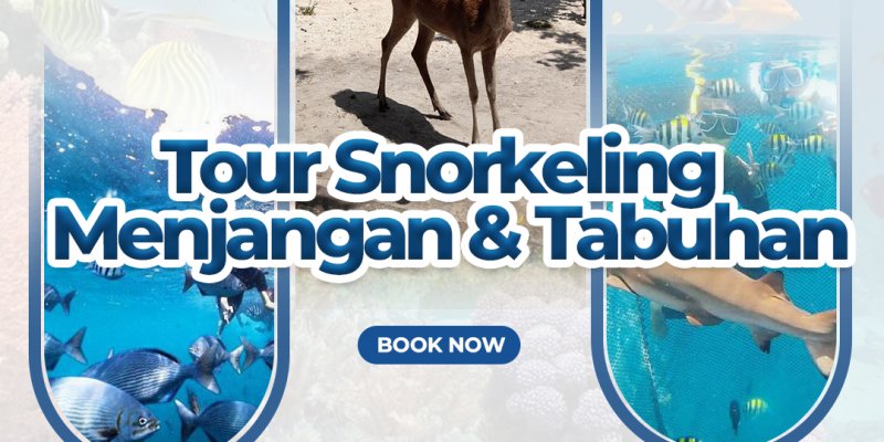 Tour snorkeling Menjangan dan Tabuhan 1H Paket wisata liburan Banyuwangi dgn tour snorkeling Menjangan dan Tabuhan 1 hari Paket Wisata Banyuwangi snorkeling tour Menjangan dan Tabuhan 1 hari trip banyuwangi snorkeling tour, snorkeling menjangan, snorkeling tabuhan, snorkeling menjangan tabuhan, banyuwangi Banyuwangi Ijen Travel