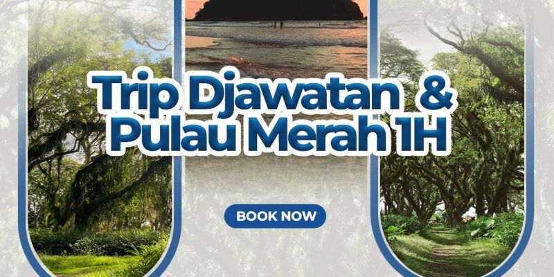 Trip Djawatan dan Pulau Merah 1H 1 Hari trip Banyuwangi ke Wisata Hutan DJawatan, Pantai Mustika Pancer dan sunset tour di Pantai Pulau Merah Paket Wisata Banyuwangi 1 Hari trip ke Hutan Jawatan Benculuk, Pantai Pancer dan di lanjutkan ke Pantai Pulau Merah, dengan harga tour murah wisata jawatan benculuk, jawatan tours, banyuwangi trip, banyuwangi tours, pulau merah tour, wedi ireng tour Banyuwangi Ijen Travel