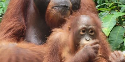 ORANGUTAN BORNEO TOUR 3D2N WITH AC HOUSEBOAT – TANJUNG PUTING