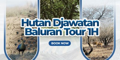 Hutan Djawatan - Baluran tour Banyuwangi 1H Hutan Djawatan dan Baluran tour Banyuwangi 1 hari trip Hutan Djawatan dan Baluran tour Banyuwangi 1 hari trip bagi pecinta alam dan instagrammable site   hutan jawatan tour, djawatan tour, jawatan tour, baluran tour, banyuwangi tour, banyuwangi wisata, banyuwangi  Banyuwangi Ijen Travel