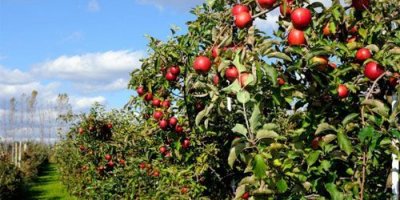 Paket Petik Apel dan Jatim Park 2 (Batu - Malang trip 1 Hari) Paket Wisata Malang - Batu 1 Hari trip | Petik Apel dan Jatim Park 2 Paket wisata Malang 1 hari mengunjungi kebun petik apel Batu dan Jatim Park 2. Liburan singkat, seru, dan edukatif cocok untuk keluarga & rombongan. paket wisata malang 1 hari, paket petik apel batu, paket jatim park 2, wisata batu 1 hari, tour malang 1 day Banyuwangi Ijen Travel