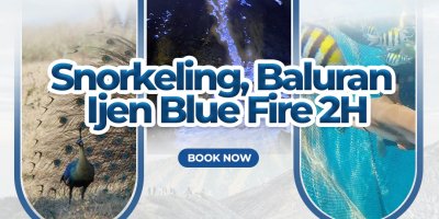 Snorkeling, Baluran dan Ijen blue fire 2H Banyuwangi 2 hari trip untuk wisata snorkeling bangsring, adventure taman nasional Baluran dan api biru Ijen Banyuwangi travel wisata ke pantai bangsring, taman nasional Baluran dan wisata api biru kawah Ijen banyuwangi trip, banyuwangi travel, pantai bangsring, baluran tour, tour api biru, api biru ijen, ijen tour Banyuwangi Ijen Travel